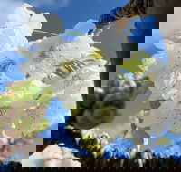 Tasmania Birchs Bay Cherries - Accommodation VIC