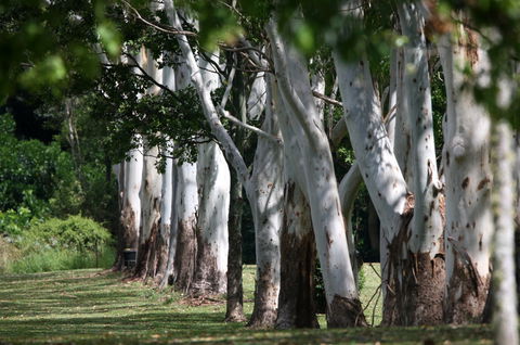 Teven Valley Golf Course - Accommodation VIC 1