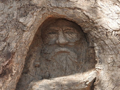 The Face Tree Near Burke And Wills Dig Tree - Accommodation VIC 0
