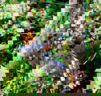 TreeTop Challenge Currumbin Wildlife Sanctuary - Accommodation VIC