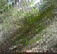 Wangaratta Common Nature Conservation Reserve - Accommodation VIC