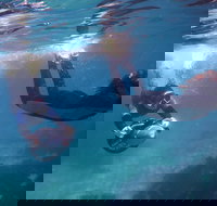 Small-Group Underwater Scooter Experience in Clovelly - Accommodation VIC