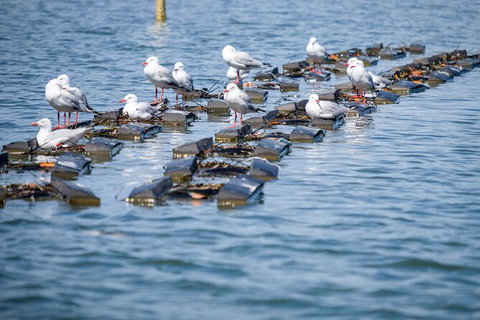 Catch A Crab Tour With Optional Seafood Lunch - Accommodation VIC 2