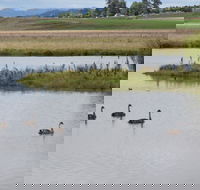 Beardy Waters Dam and Woodlands - Accommodation VIC
