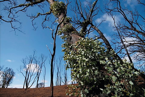 Brisbane Ranges National Park - Accommodation VIC 1