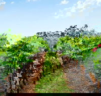 Tintilla Estate Wine Tasting with a Meat and Cheese Platter - Accommodation VIC