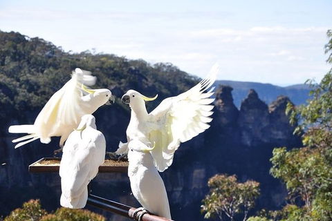 All-Inclusive Blue Mountains Tour In A Luxury Mercedes Sprinter - Accommodation VIC 1