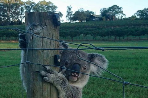 The Secret Vines Experience Port Macquarie - Accommodation VIC 1
