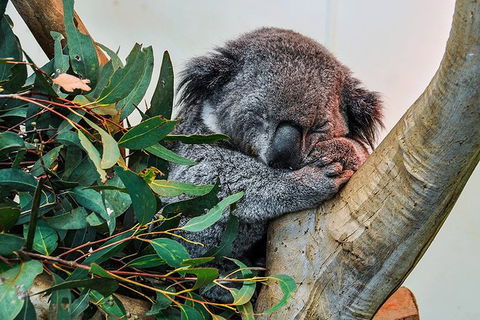 Blue Mountains Highlights, Wildlife Park And Scenic World Full Day Private Tour - Accommodation VIC 1