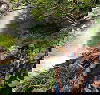 Small group Gold Coast Mountain Tour Springbrook National Park and Mt Tamborine - Accommodation VIC