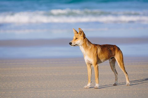 Fraser Island 4WD Tour From Noosa - Accommodation VIC 2