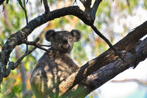 Gold Coast Lamington National Park And Tamborine Mountain 4WD Ecotour - Accommodation VIC 3