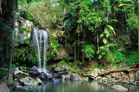 Gold Coast Lamington National Park And Tamborine Mountain 4WD Ecotour - Accommodation VIC 2