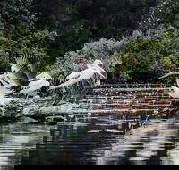 Everglades Eco Safari to Australia's Everglades - Accommodation VIC