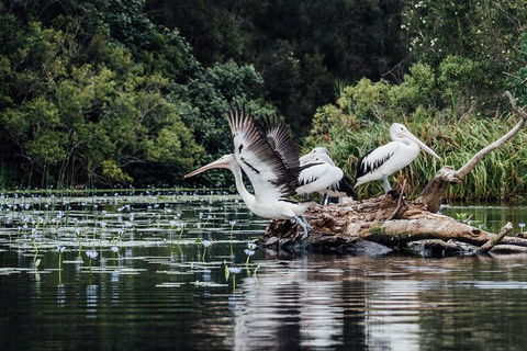 Everglades Eco Safari To Australia\'s Everglades - Accommodation VIC 0
