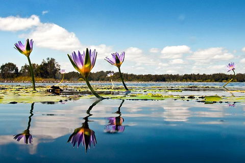 Everglades Eco Safari To Australia\'s Everglades - Accommodation VIC 11