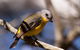 Everglades Eco Safari To Australia\'s Everglades - thumb 6