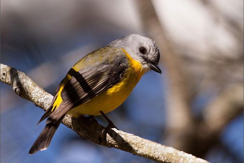 Everglades Eco Safari To Australia\'s Everglades - Accommodation VIC 6
