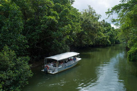 Daintree Rainforest, Cape Tribulation And Bloomfield Track Small Group Tour - Accommodation VIC 5