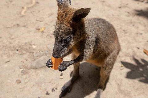 Daintree Rainforest, Cape Tribulation And Bloomfield Track Small Group Tour - Accommodation VIC 9