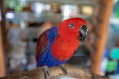 Daintree Rainforest, Cape Tribulation And Bloomfield Track Small Group Tour - Accommodation VIC 14