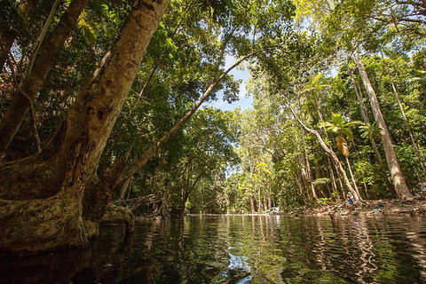 Daintree Rainforest, Cape Tribulation And Bloomfield Track Small Group Tour - Accommodation VIC 7