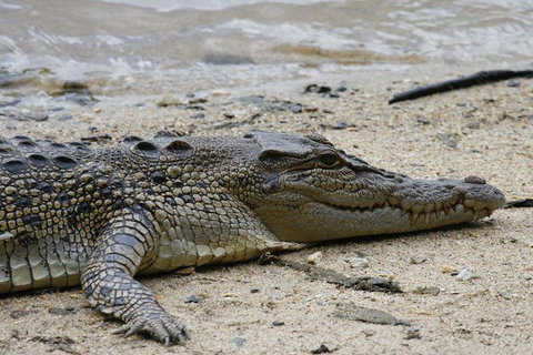 Daintree Rainforest, Cape Tribulation And Bloomfield Track Small Group Tour - Accommodation VIC 8