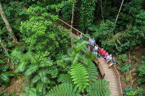 Daintree Rainforest, Cape Tribulation And Bloomfield Track Small Group Tour - Accommodation VIC 0