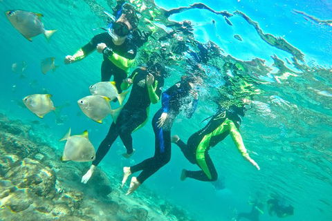 Half-Day Kayak, SUP And Snorkel Tour At Wave Break Island With Lunch - Accommodation VIC 7