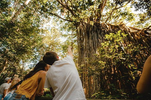 Atherton Tablelands Waterfalls And Rainforest Day Tour Departing Cairns - Accommodation VIC 1
