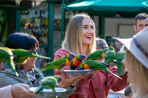 Currumbin Wildlife Sanctuary General Entry Ticket - Accommodation VIC 15