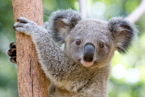 Currumbin Wildlife Sanctuary General Entry Ticket - Accommodation VIC 17