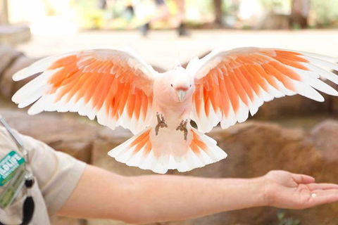 Currumbin Wildlife Sanctuary General Entry Ticket - Accommodation VIC 18