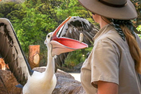Currumbin Wildlife Sanctuary General Entry Ticket - Accommodation VIC 19