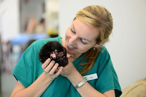 Currumbin Wildlife Sanctuary General Entry Ticket - Accommodation VIC 8