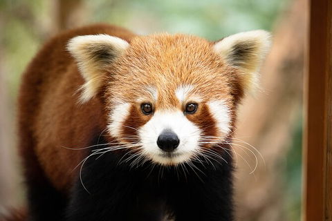 Currumbin Wildlife Sanctuary General Entry Ticket - Accommodation VIC 3