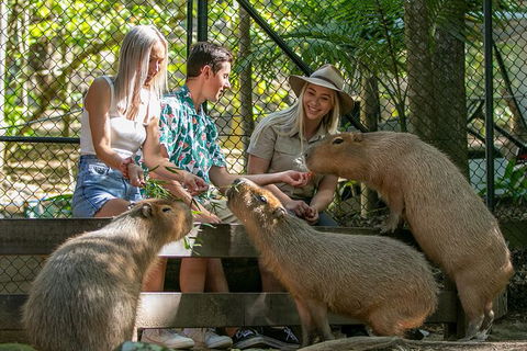 Currumbin Wildlife Sanctuary General Entry Ticket - Accommodation VIC 16