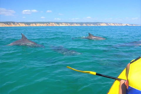 Kayak With Dolphins And 4WD Great Beach Drive Day Trip From Noosa - Accommodation VIC 11
