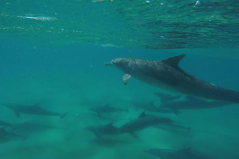 Kayak With Dolphins And 4WD Great Beach Drive Day Trip From Noosa - Accommodation VIC 10