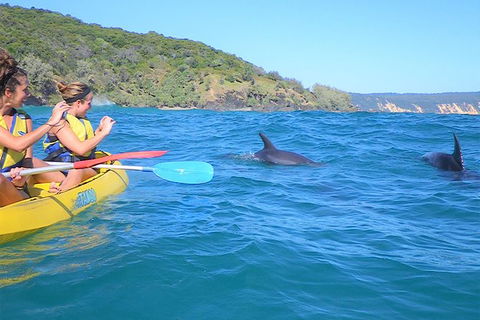 Kayak With Dolphins And 4WD Great Beach Drive Day Trip From Noosa - Accommodation VIC 5