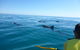 Kayak With Dolphins And 4WD Great Beach Drive Day Trip From Noosa - thumb 14