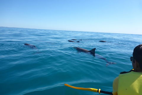 Kayak With Dolphins And 4WD Great Beach Drive Day Trip From Noosa - Accommodation VIC 14