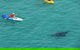 Kayak With Dolphins And 4WD Great Beach Drive Day Trip From Noosa - thumb 18
