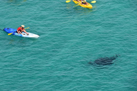Kayak With Dolphins And 4WD Great Beach Drive Day Trip From Noosa - Accommodation VIC 18