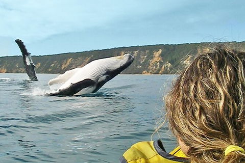 Kayak With Dolphins And 4WD Great Beach Drive Day Trip From Noosa - Accommodation VIC 1