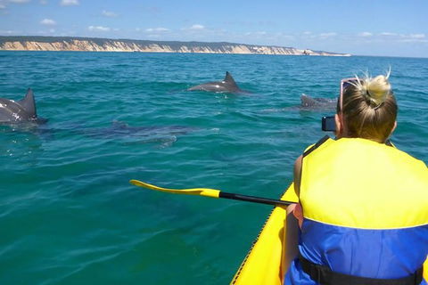 Kayak With Dolphins And 4WD Great Beach Drive Day Trip From Noosa - Accommodation VIC 0