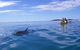 Kayak With Dolphins And 4WD Great Beach Drive Day Trip From Noosa - thumb 7