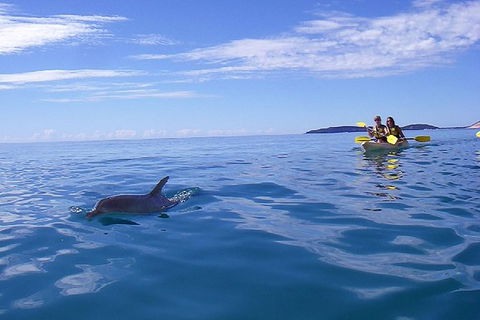 Kayak With Dolphins And 4WD Great Beach Drive Day Trip From Noosa - Accommodation VIC 7