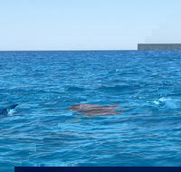 Noosa Wild Dolphin Safari - Accommodation VIC