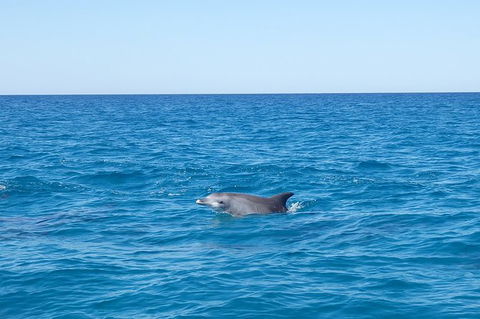 Noosa Wild Dolphin Safari - Accommodation VIC 0
